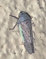 Hamana gelbata