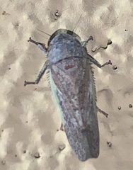 Hamana gelbata