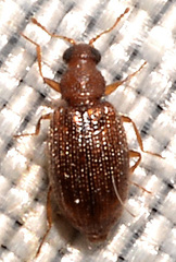 Melanophthalma
