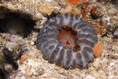 Phlyctenanthus australis