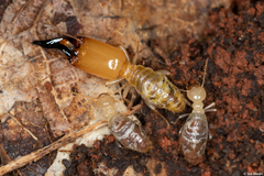 Neocapritermes opacus