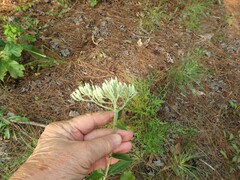 Eupatorium sullivaniae
