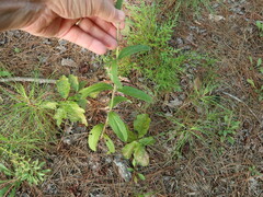 Eupatorium sullivaniae