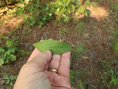 Eupatorium sullivaniae