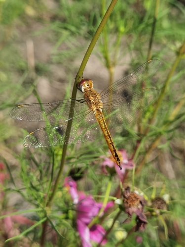 Wandering Glider