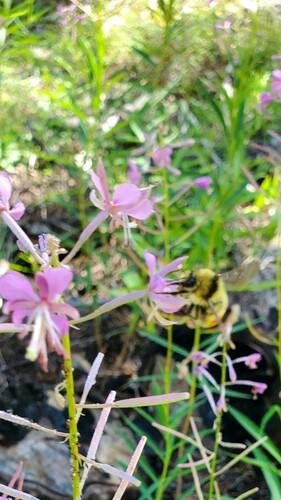 iNaturalist observation photo of Great Basin Bumble Bee