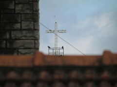 Parabuteo unicinctus