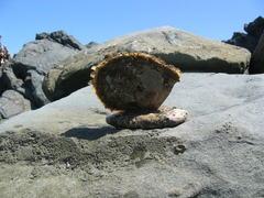 Pinctada