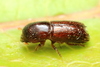 Xyleborus bispinatus - Photo (c) Stephen Luk, some rights reserved (CC BY-NC), uploaded by Stephen Luk