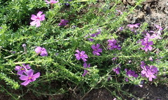 Jamesbrittenia tenuifolia