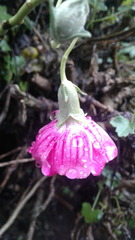 Malva assurgentiflora