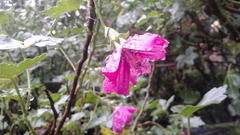 Malva assurgentiflora