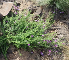 Jamesbrittenia tenuifolia