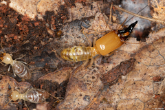 Neocapritermes opacus