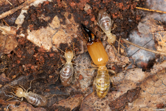 Neocapritermes opacus