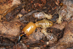 Neocapritermes opacus