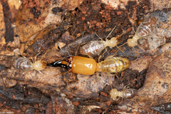 Neocapritermes opacus