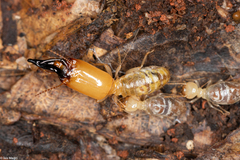 Neocapritermes opacus