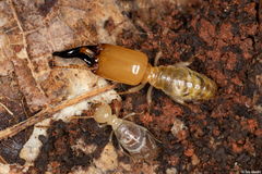 Neocapritermes opacus