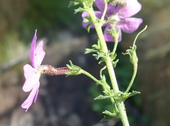 Jamesbrittenia tenuifolia