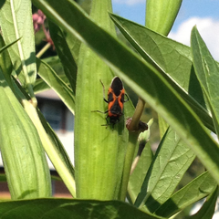 Lygaeus kalmii angustomarginatus