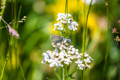 Aricia nicias