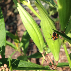 Lygaeus kalmii angustomarginatus