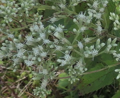 Eupatorium cordigerum