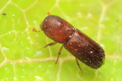 Xyleborus xylographus