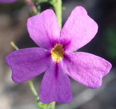 Jamesbrittenia tenuifolia