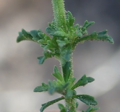 Jamesbrittenia tenuifolia