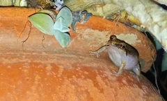 Eleutherodactylus johnstonei