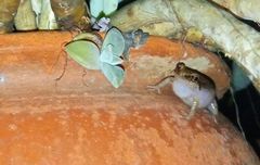 Eleutherodactylus johnstonei