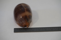 Macrocypraea