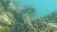 Choerodon schoenleinii