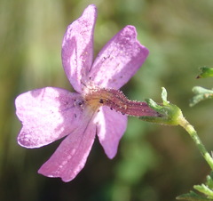Jamesbrittenia tenuifolia