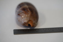 Macrocypraea