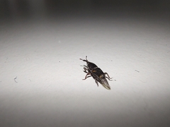 Sitophilus zeamais
