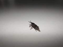 Sitophilus zeamais