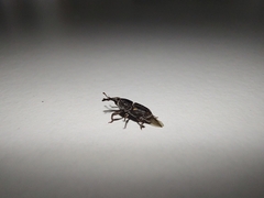 Sitophilus zeamais