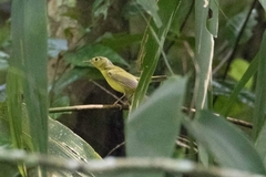 Phylloscopus soror