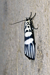 Heortia vitessoides