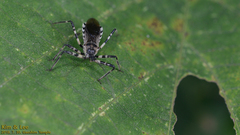 Sphedanolestes impressicollis