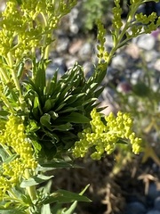 Rhopalomyia solidaginis