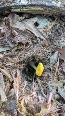 Cortinarius lewisii