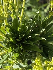 Rhopalomyia solidaginis