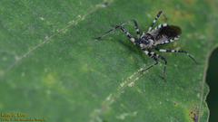 Sphedanolestes impressicollis