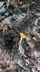 Cortinarius lewisii
