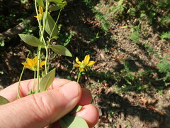 Coreopsis pubescens