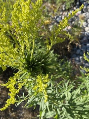 Rhopalomyia solidaginis